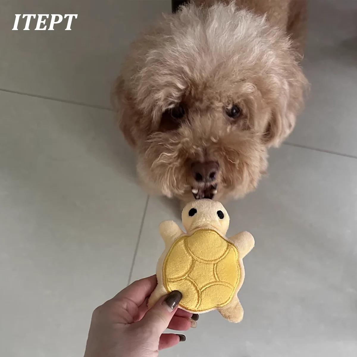 Mini Squeaky Turtle Dog Toy – Soft Plush Teething Toy for Puppies